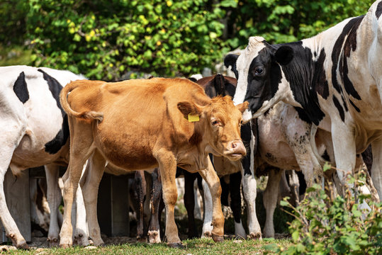Brown calf in a herd of cows - Italian Alps