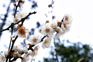 Visit the Gardens of Suzhou, China.