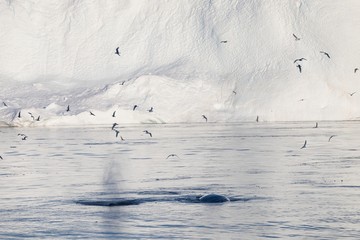 Whale dive near Ilulissat among icebergs. Their source is by the Jakobshavn glacier. The source of icebergs is a global warming and catastrophic thawing of ice, Disko Bay, Greenland, UNESCO