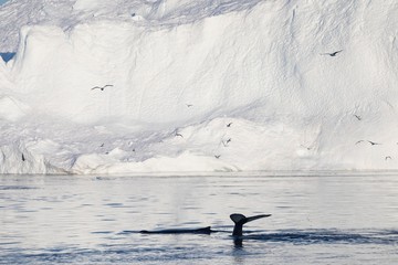 Whale dive near Ilulissat among icebergs. Their source is by the Jakobshavn glacier. The source of icebergs is a global warming and catastrophic thawing of ice, Disko Bay, Greenland, UNESCO