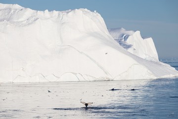 Whale dive near Ilulissat among icebergs. Their source is by the Jakobshavn glacier. The source of icebergs is a global warming and catastrophic thawing of ice, Disko Bay, Greenland, UNESCO