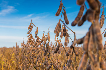 Macro detail and high productivity soybean pods