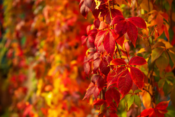 Naklejka na ściany i meble Wild grape red leaves
