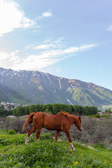 Horse grazing in mountains valley