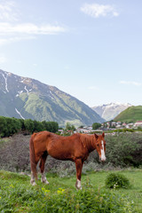 Fototapeta na wymiar Horse grazing in mountains valley