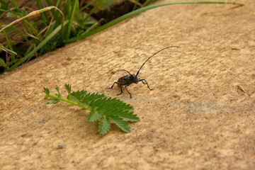 black beetle with a long mustache stands on an unprocessed wooden board.