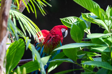 Papagei im Bloedel Conservatory