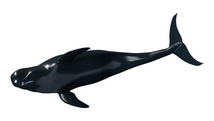 3D Rendering Pilot Whale Calf on White