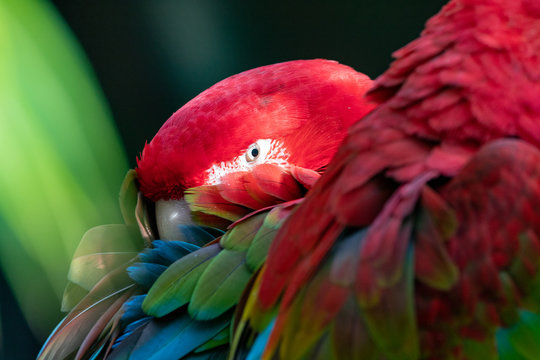 Papagei Im Bloedel Conservatory