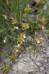 Teucrium montanum