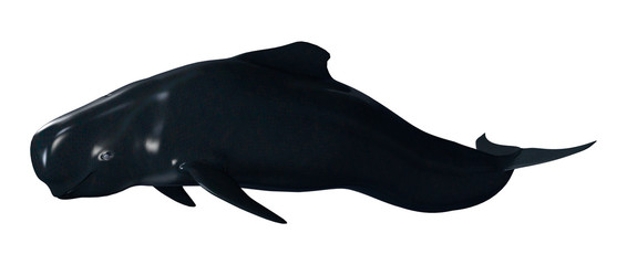 3D Rendering Pilot Whale Calf on White