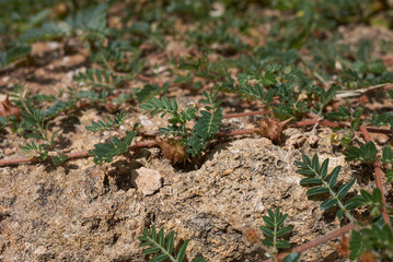 Tribulus terrestris