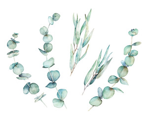 Watercolor greenery set. Hand drawn winter illustration with eucalyptus branch and leaves. Vintage botanical plant © natikka