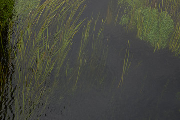 Vallisneria spiralis