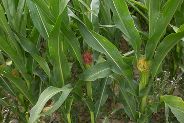 Fototapeta premium Zea mays