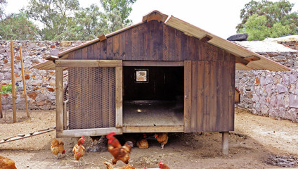 gallinero © vazaluza