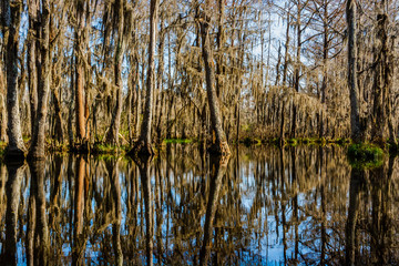 Cypress tree trunks and their water reflections in the swamps near New Orleans, Louisiana during...