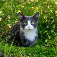 Naklejka na ściany i meble Gray cat is sitting in the grass in the meadow. Close-up.