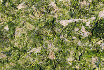 dried seaweeds
