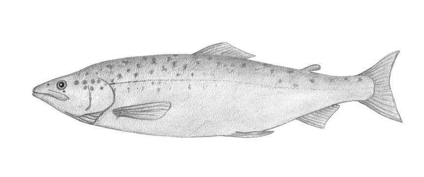 Salmon. Drawing pencil realistic illustration. 