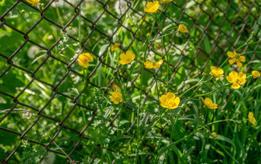 A bunch of yellow flowers
