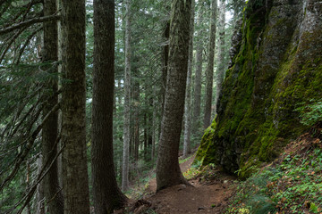 Obraz premium Mossy Trail in Mt. Rainier