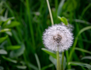 Dandelion close-up