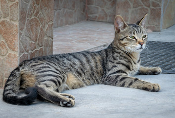 Lola the grey cat posing