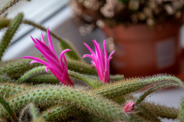 Pink cactus flowers