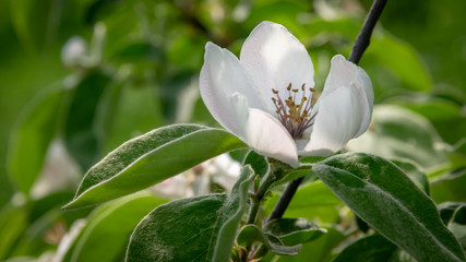 Quince flower