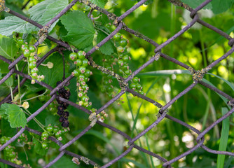 Wire fence and unripe red currants 2