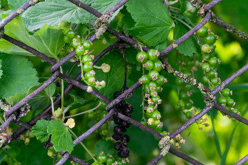 Wire fence and unripe red currants close-up 