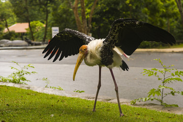 stork in nest