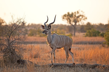 greater kudu, tragelaphus strepsiceros, Kruger national park, South Africa