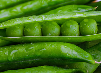 Green peas, tender, very fresh (with drops of water) and raw. Foreground.