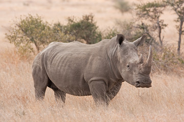 white rhinoceros, square lipped rhinoceros, ceratotherium simum, Kruger national park, South Africa