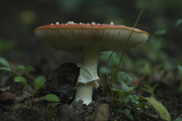 Amanita. Poisonous mushroom. Growing in the forest. Amanita muscaria.