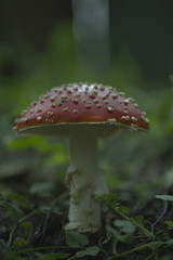 Amanita. Poisonous mushroom. Growing in the forest. Amanita muscaria.