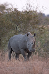 white rhinoceros, square lipped rhinoceros, ceratotherium simum, Kruger national park, South Africa