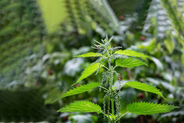 Green young nettle blooms with white fluff on a beautiful green background with bokeh light in a park in summer