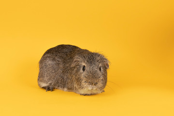 Little grey adult guinea pig in a yellow background