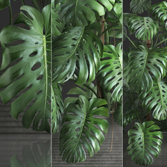 Obraz premium Monstera leaves