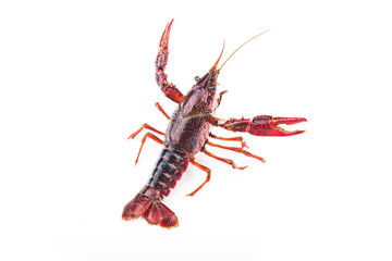 Crayfish,Crawfish isolated on white background