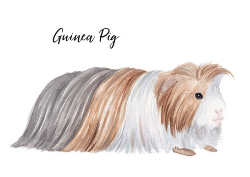 Cute guinea pig. Watercolor illustration. Cavia rodent. Domestic animal portrait.