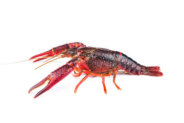 Crayfish,Crawfish isolated on white background
