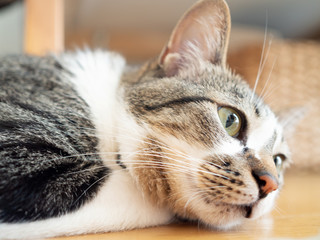 床の上に横たわる猫