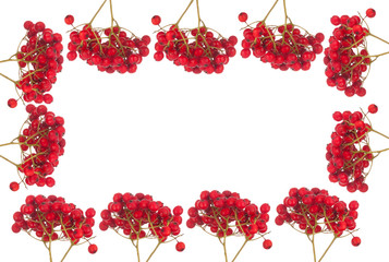 Frame from red rowan berries on white background