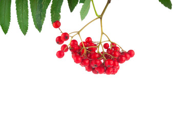 Ashberry bunch close up on white background