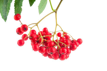 Bunch ripe ashberry isolated on white background