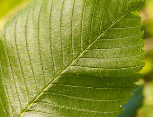 Texture of green leaf tree close-up